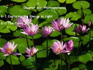 Chapter Six: Photosynthesis