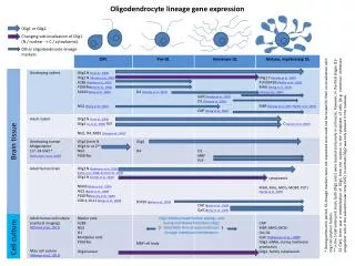 Oligodendrocyte lineage gene expression