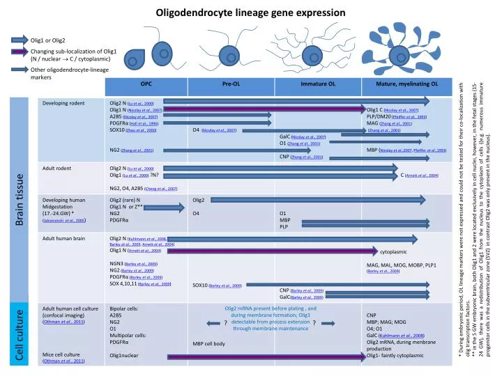 oligodendrocyte lineage gene expression
