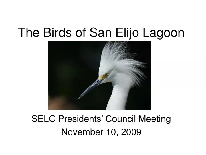 the birds of san elijo lagoon