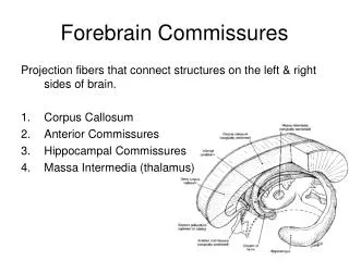 Forebrain Commissures