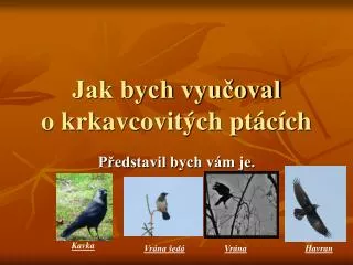 jak bych vyu oval o krkavcovit ch pt c ch