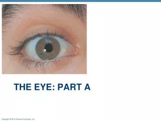 The eye: part a