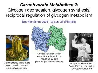 Bioc 460 Spring 2008 - Lecture 34 (Miesfeld)