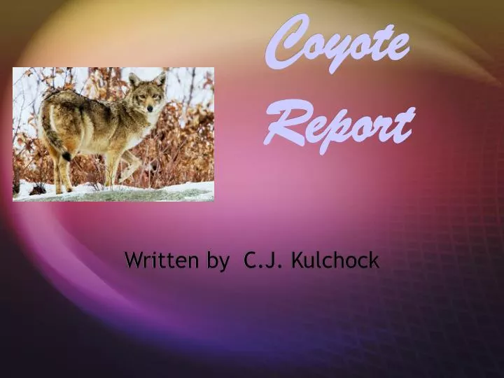 coyote report