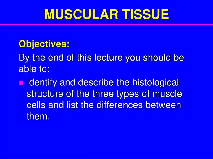 muscular tissue