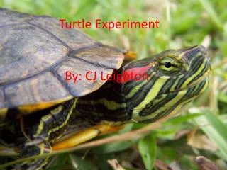 Turtle Experiment