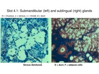 Slot 4.1: Submandibular (left) and sublingual (right) glands