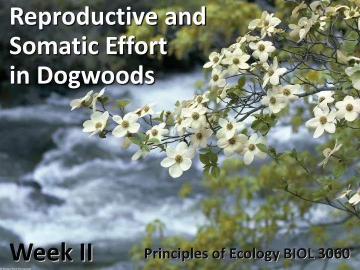 reproductive and somatic effort in dogwoods week ii