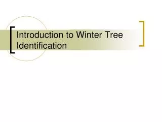 Introduction to Winter Tree Identification