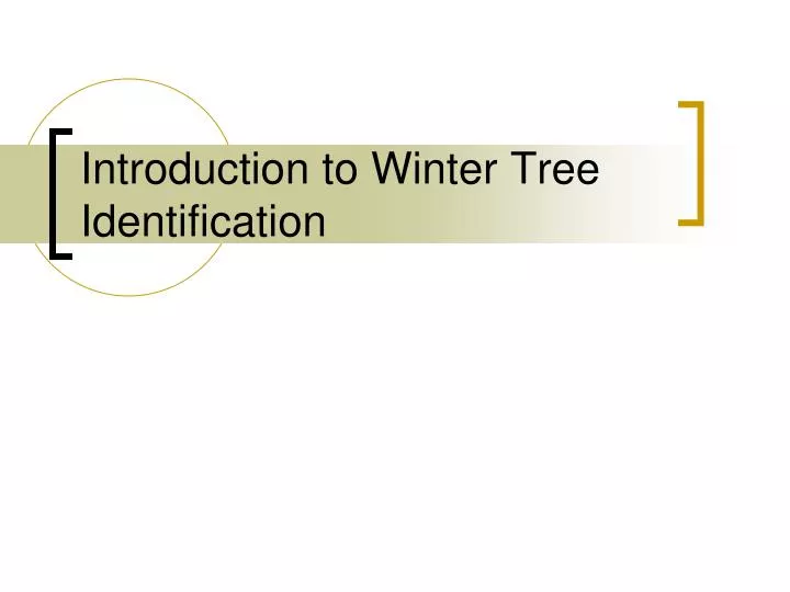 introduction to winter tree identification