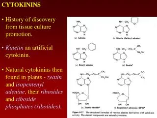 Kinetin an artificial cytokinin.