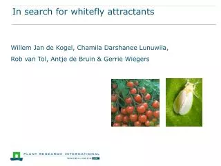 In search for whitefly attractants