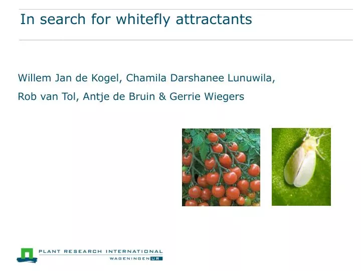 in search for whitefly attractants