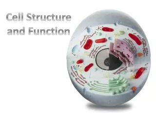 Cell Structure a nd Function