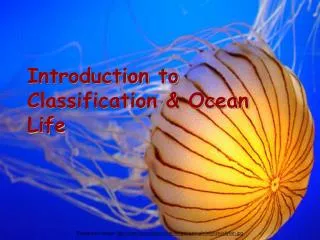 Introduction to Classification &amp; Ocean Life