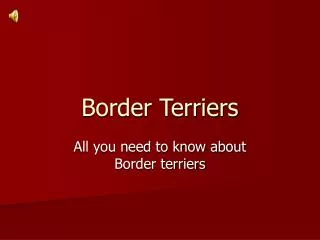 Border Terriers