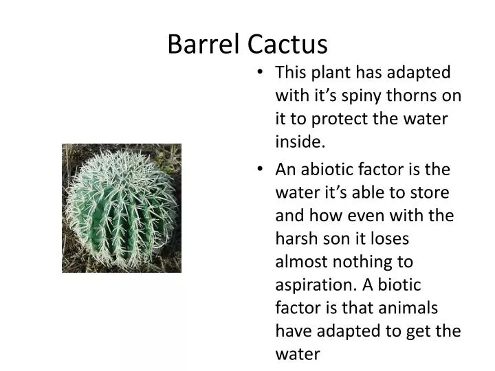 barrel cactus