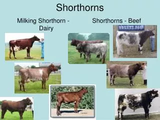 Shorthorns