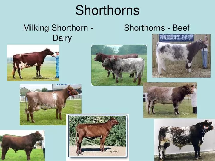 shorthorns