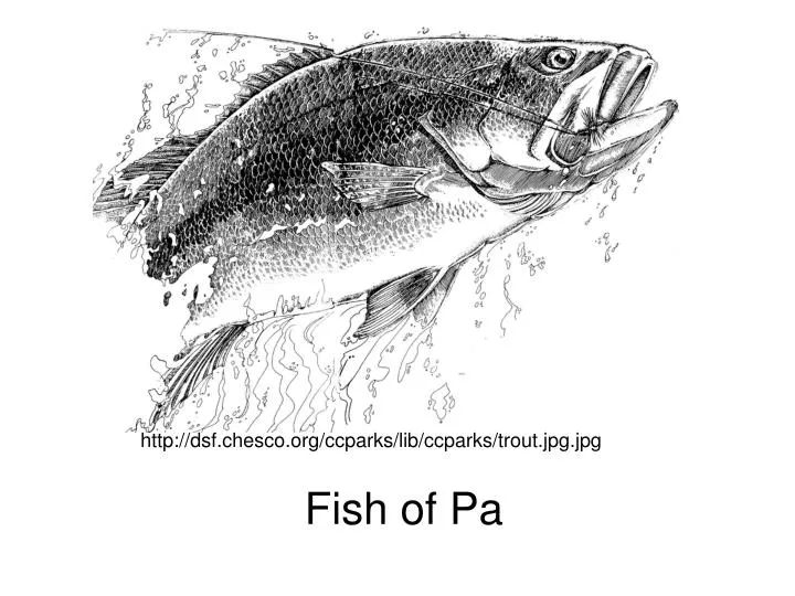 fish of pa