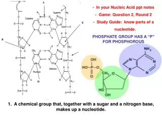 1. A chemical group that, together with a sugar and a nitrogen base, makes up a nucleotide.