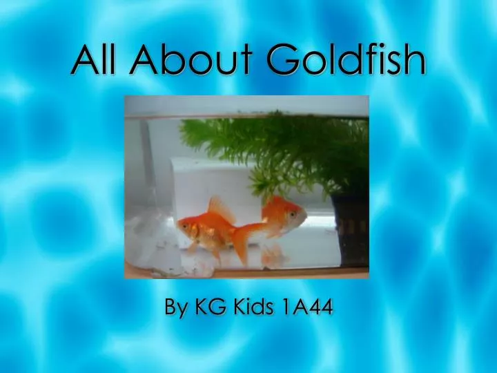 all about goldfish