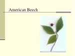 American Beech - slide 1