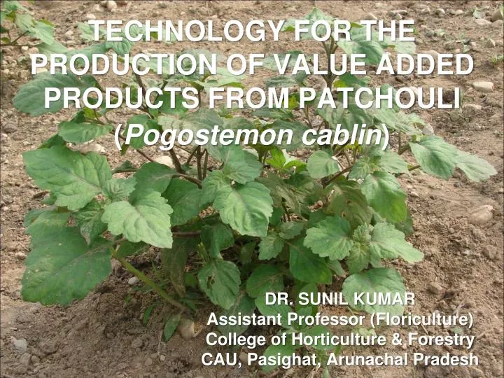 technology for the production of value added products from patchouli pogostemon cablin
