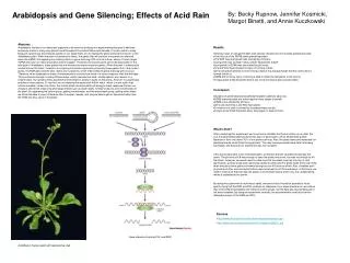 Arabidopsis and Gene Silencing; Effects of Acid Rain