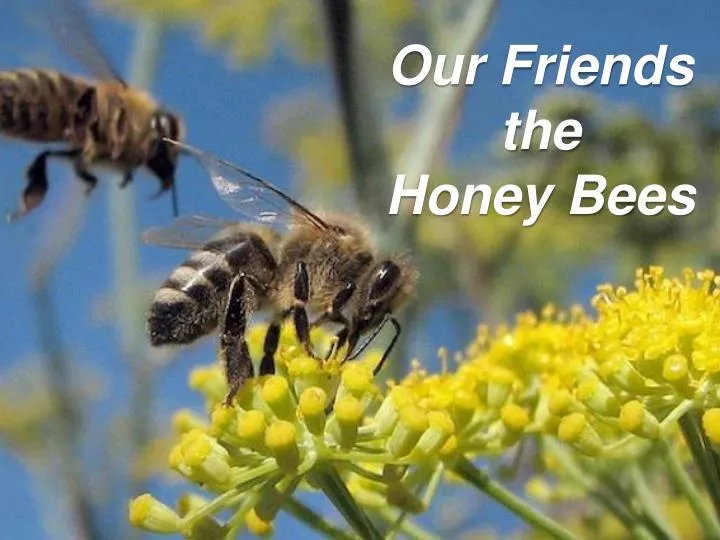 our friends the honey bees