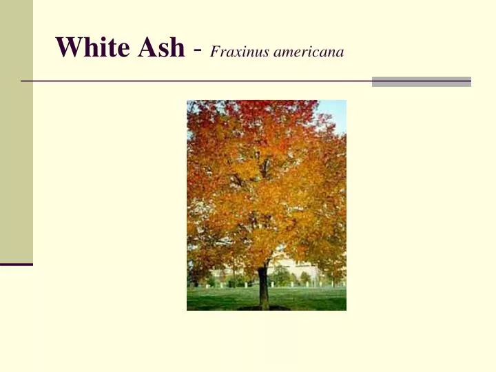 white ash fraxinus americana