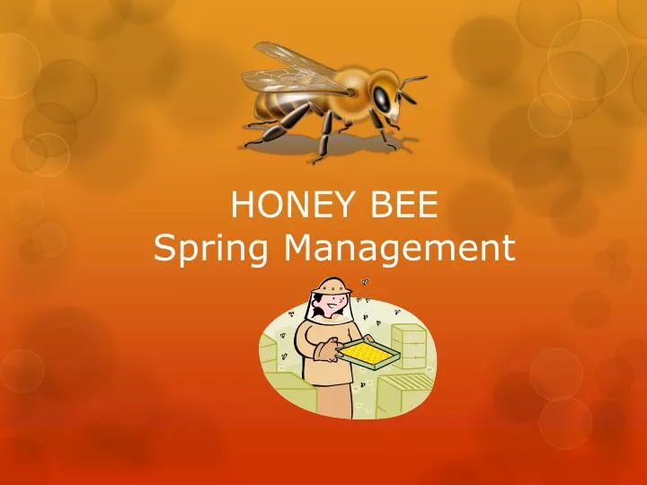 honey bee spring management