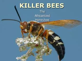 KILLER BEES
