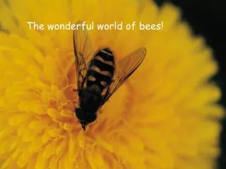 The wonderful world of bees!