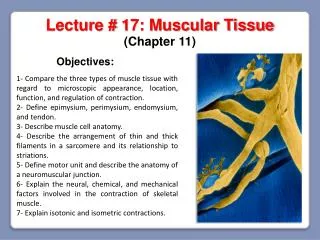 Lecture # 17: Muscular Tissue