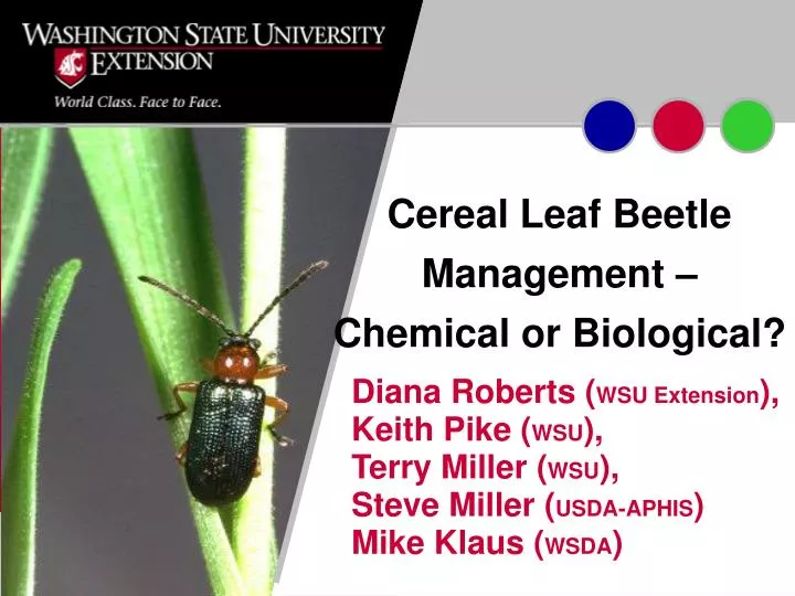 cereal leaf beetle management chemical or biological