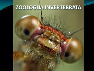 ZOOLOGIJA INVERTEBRATA