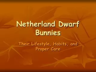Netherland Dwarf Bunnies