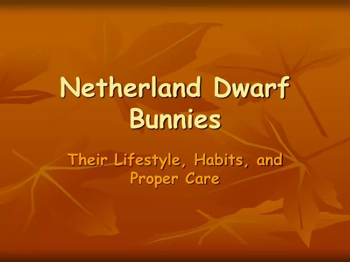 netherland dwarf bunnies