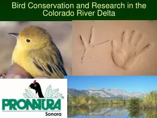 Bird Conservation and Research in the Colorado River Delta