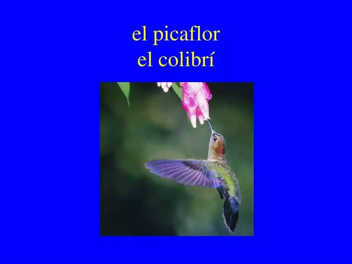 el picaflor el colibr