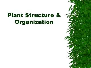 Plant Structure &amp; Organization