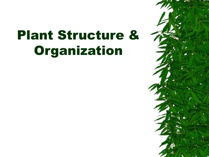 plant structure organization