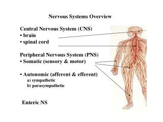 nervous systems overview