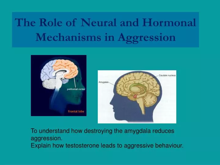 the role of neural and hormonal mechanisms in aggression