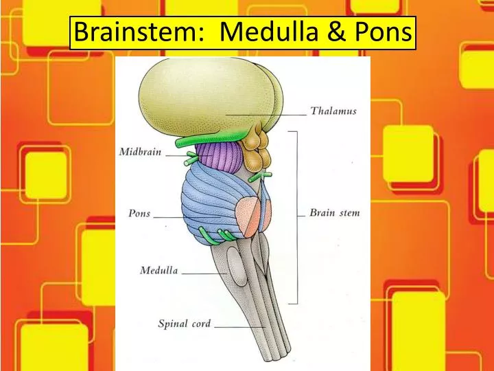 brainstem medulla pons