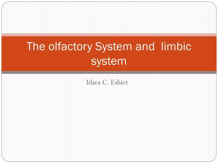 the olfactory system and limbic system
