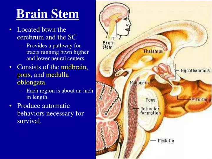 brain stem