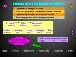Ejemplos de cadenas tróficas - slide 1